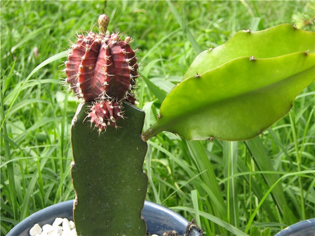 kaktusi
